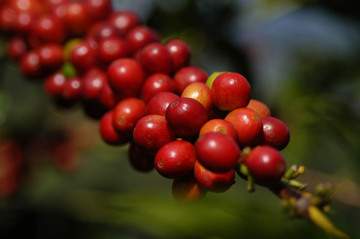 hedone-jamaica-blue-mountain-4