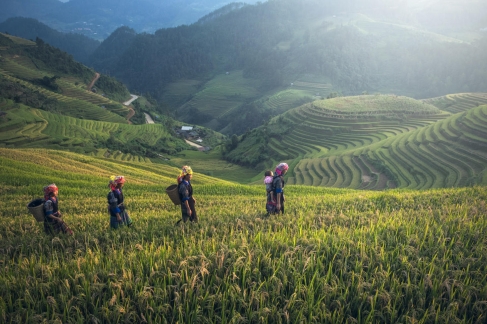 Infuso Salvaroma Alla Camomilla